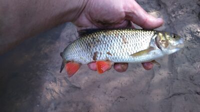 chub — Minija