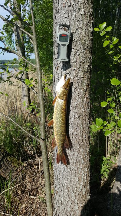 Northern Pike, 1.2 kg — Kiaunas