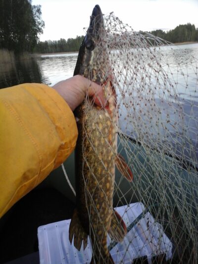 Northern Pike, 1.0 kg — Kiaunas