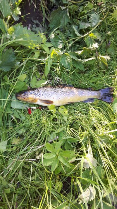 Brown Trout, 0.4 kg — Merkys