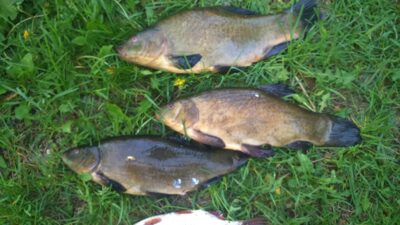 Tench ×3