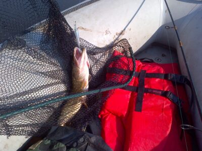 Northern Pike, 1.1 kg — Neman River