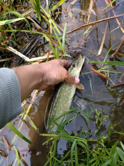 Northern Pike, 0.4 kg