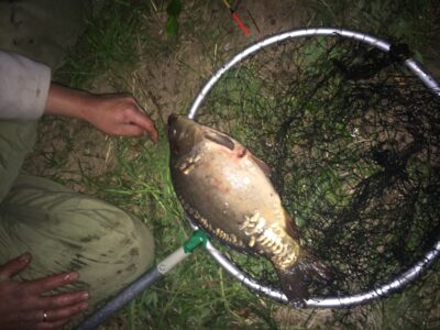 Mirror carp