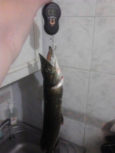 Northern Pike, 1.6 kg — Tenenys