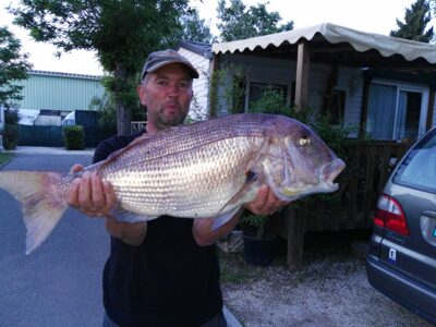 Sea bream, 7.0 kg — Mediterranean Sea