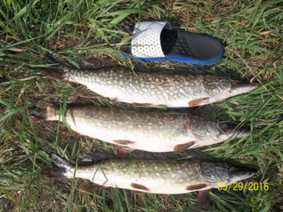 Northern Pike ×3 — Neman River