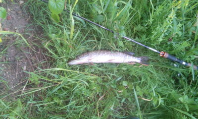 Northern Pike, 0.6 kg — Neris River