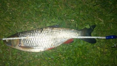 chub, 0.6 kg — Šventoji