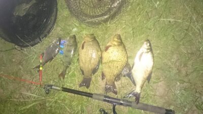 Crucian carp — Dargaičių