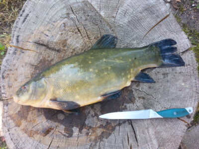 Tench, 1.9 kg