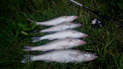 Pike perch