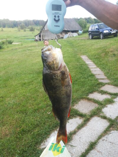 Eurasian perch, 1.9 kg