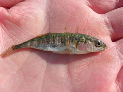 Three-spined stickleback — Vorusnė