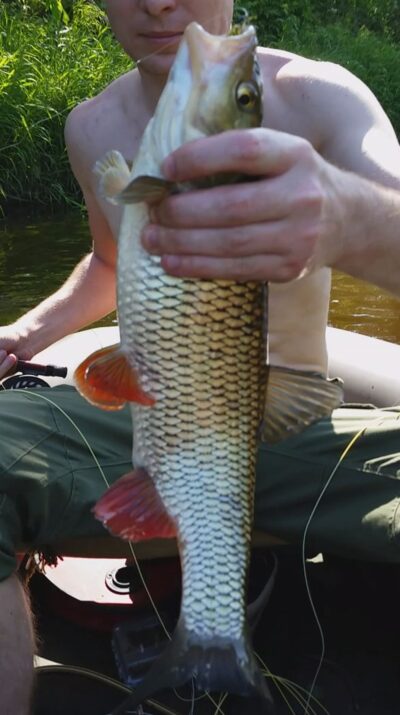chub — Širvinta