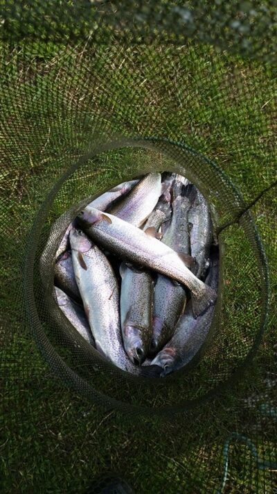 Ocean Trout ×11