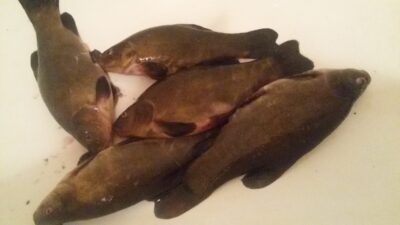 Tench ×5 — Šešuolių