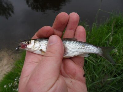Dace — Dubysa
