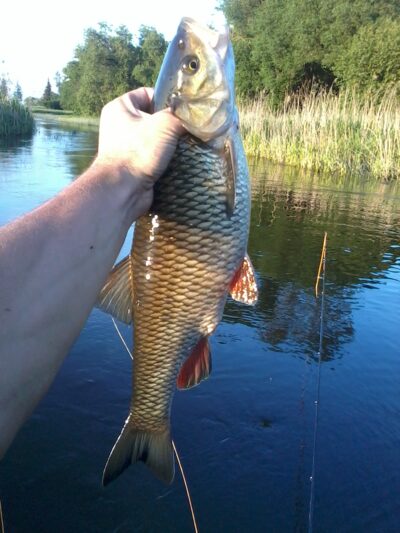 chub, 1.8 kg