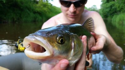 chub — Širvinta