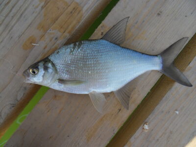 Carp bream — Gilius