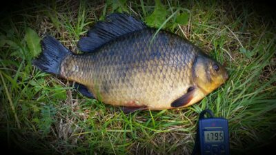 Crucian carp, 1.8 kg