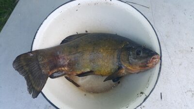 Tench, 2.0 kg — Andriškių