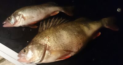 Eurasian perch, 1.0 kg — Kuršių