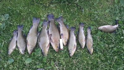 Tench ×10