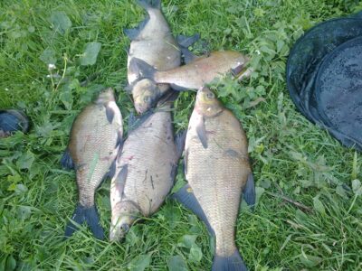 Carp bream ×5 — Sujainių