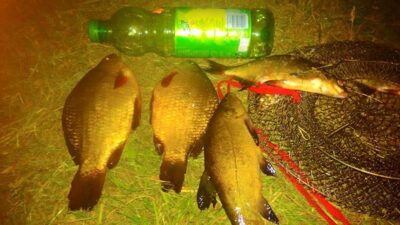 Tench ×3