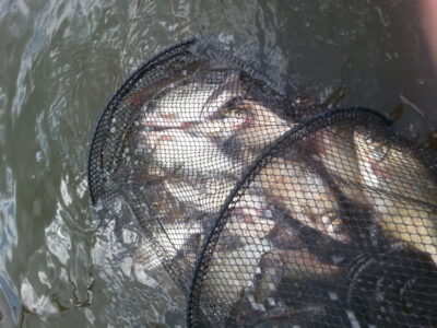 Carp bream, 1.0 kg — Pikeliškiai