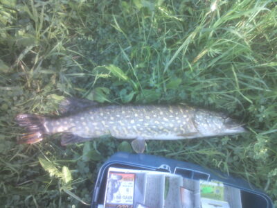 Northern Pike, 1.5 kg — Pociūnų