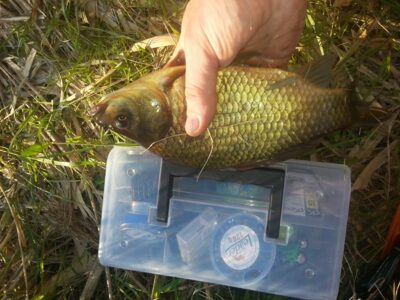 Prussian carp, 0.5 kg