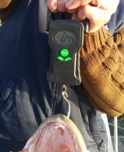Atlantic cod, 22.4 kg