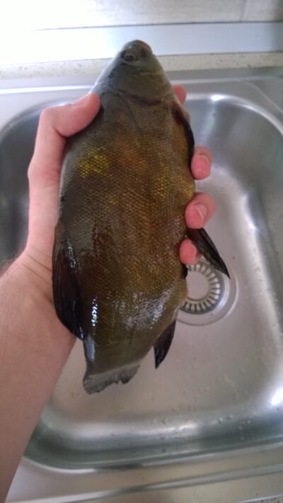 Tench, 0.8 kg