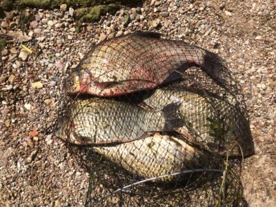 Prussian carp ×4 — Kaunas reservoir