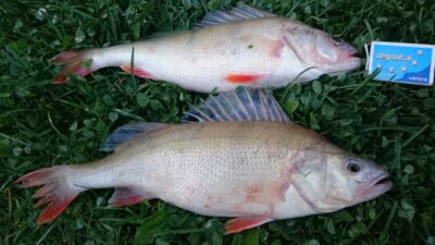 Eurasian perch, 0.6 kg — Kuršių