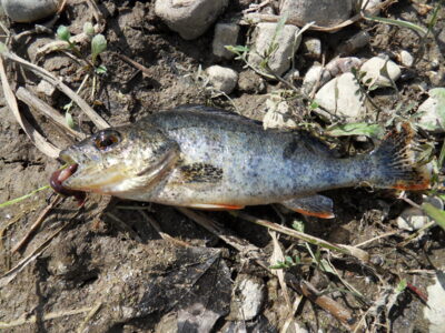 Eurasian perch ×5 — Neman River