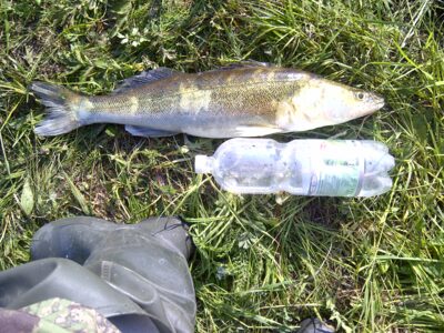 Pike perch — Reketijos