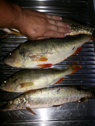 Eurasian perch, 1.9 kg