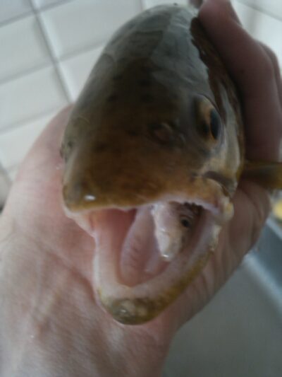 Brown Trout — Nemenčia