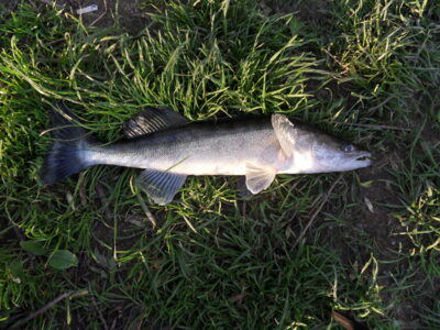Pike perch — ATMATA