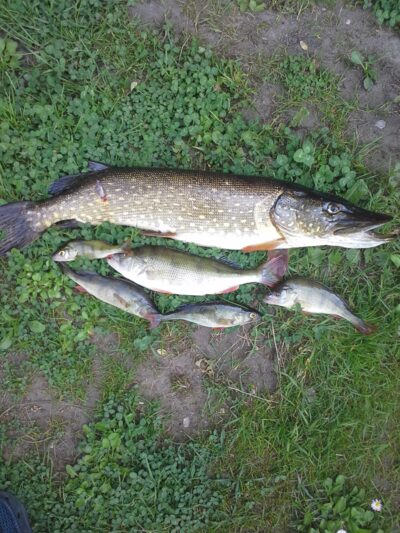 Northern Pike, 2.3 kg