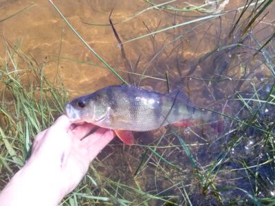 Eurasian perch, 0.4 kg — Bublių