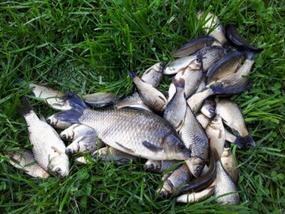 Prussian carp