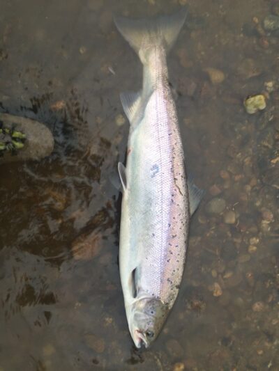 Atlantic salmon, 3.7 kg