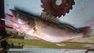 Pike perch, 1.6 kg — Kuršių