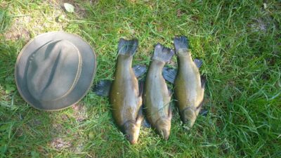 Tench ×3 — Aukštadvario HE