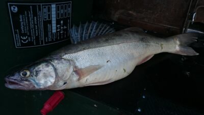 Pike perch, 2.0 kg — Kuršių